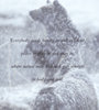 Nature Journal_Bears_tn