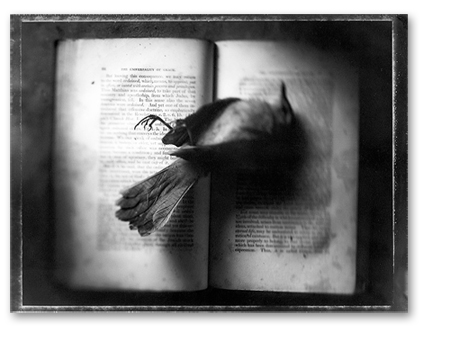 Secret Books_Bird