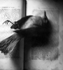 Secret Books_Bird_tn