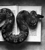 Secret Books_Snake_tn