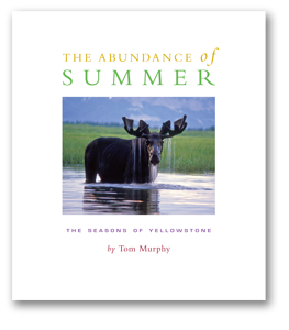 TM_Abundance of Summer_Cover