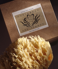 Baudelaire_Sponge Packaging