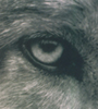 WolfFund_Poster_tn