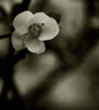 Flower, Photograph, &copy; Audrey Hall