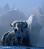 Bison -35, detail from Photograph, &copy; Tom Murphy