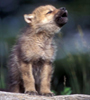 Wolf pup howling, &copy;Tom Murphy