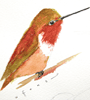 Rufous Hummingbird, detail of drawing. &copy; Eleanor Williams Clark