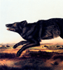 John James Audubon, Wolf, Painting (detail)